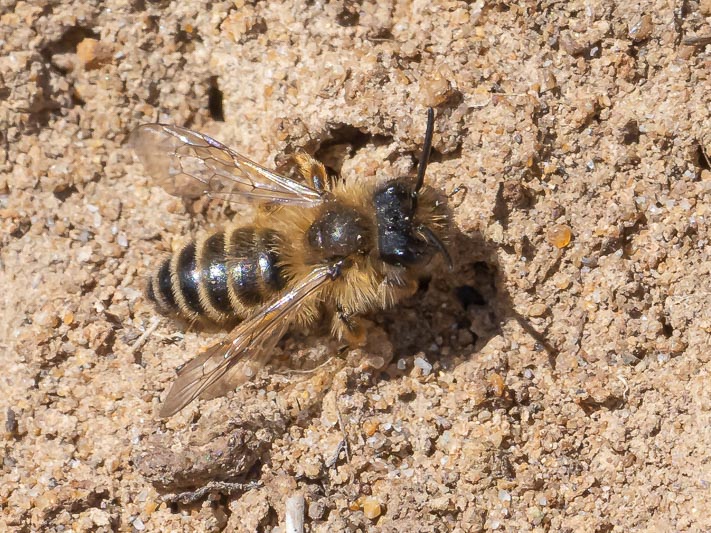 Andrena flavipes.jpg